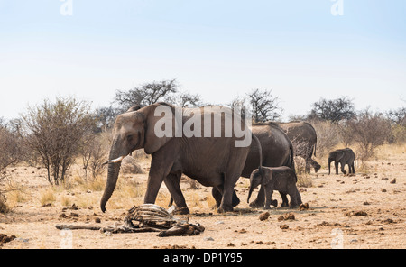 Piccolo allevamento di bush africano Elefante africano (Loxodonta africana) marciando con un passato di vitello uno scheletro di una giraffa Foto Stock