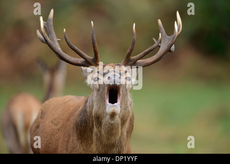 Il cervo (Cervus elaphus). Feste di addio al celibato ruggente durante l'autunnale di rut. Foto Stock