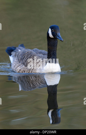 Canada Goose (Branta canadensis) su un lago, Germania Foto Stock