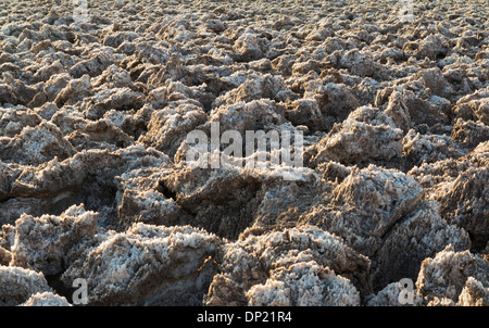 Roccia erosa pinnacoli di sale sul Devil's Campo da Golf, una coppa di sale nella Valle della Morte, bacino Badwater Foto Stock