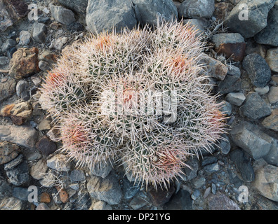 Canna Cottontop Cactus (Echinocactus polycephalus), il Parco Nazionale della Valle della Morte, CALIFORNIA, STATI UNITI D'AMERICA Foto Stock