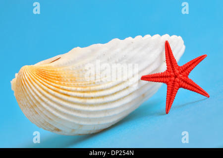 seashell and red starfish on blue background, shoot in studio Foto Stock