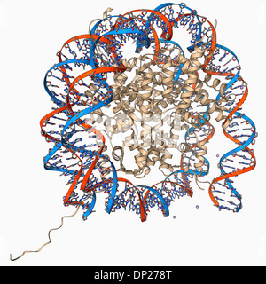 Molecola Nucleosome Foto Stock