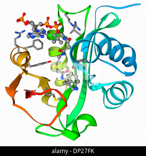 La serotonina N-acetil transferasi molecola Foto Stock