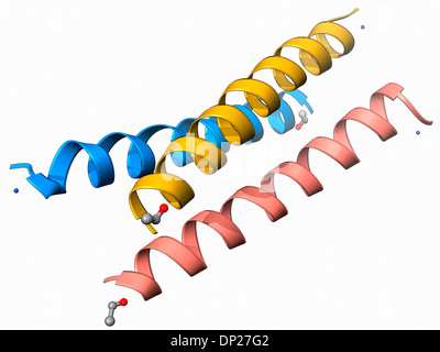 Tripla sintetico elicoidale molecola peptidica Foto Stock