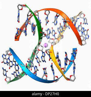 DNA di giunzione di Holliday, modello molecolare Foto Stock