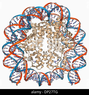 Molecola Nucleosome Foto Stock