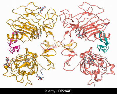 Il fattore di crescita epidermico e il recettore Foto Stock