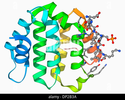 Beta secretasi enzima, modello molecolare Foto Stock
