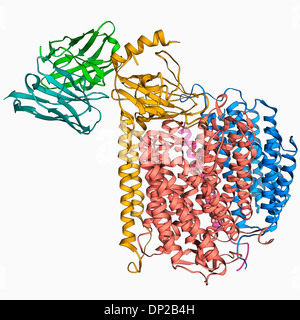Il citocromo c ossidasi e anticorpo Foto Stock