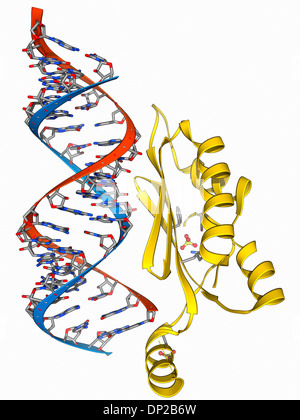 L'interferenza del RNA virale e soppressore di RNA Foto Stock