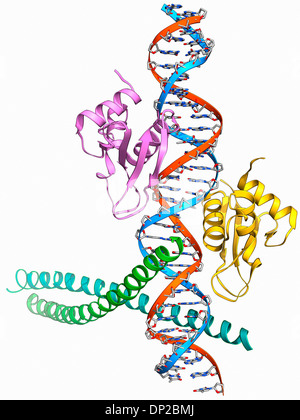 L'attivazione della trascrizione di IFN-beta gene Foto Stock