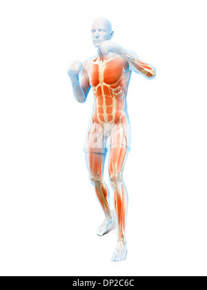 Boxer, opere d'arte Foto Stock