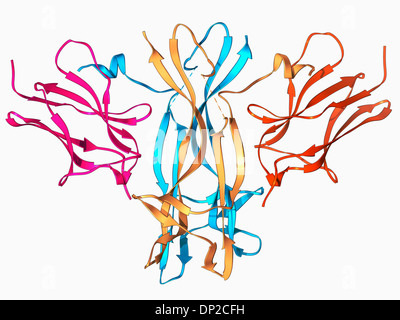 Il fattore di crescita nervoso legato al recettore Foto Stock