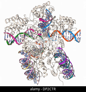 Il DNA del batteriofago la ricombinazione Foto Stock