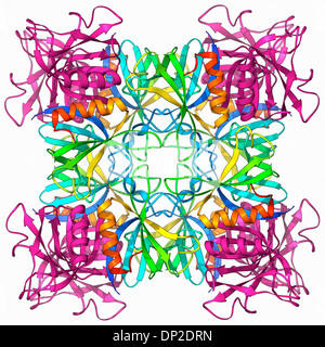 Dynamin enzima, modello molecolare Foto Stock