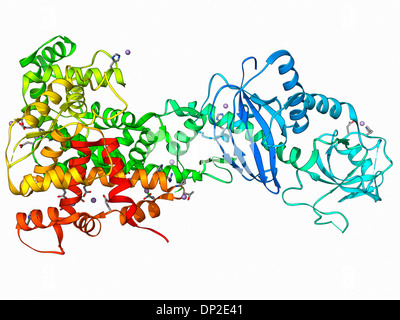 L'interferenza del RNA proteina, modello molecolare Foto Stock