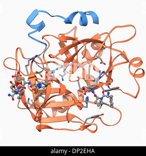 Proteina di trombina, modello molecolare Foto Stock