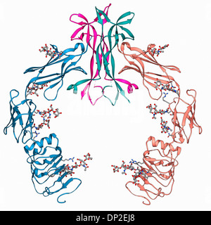 Il fattore di crescita nervoso legato al recettore Foto Stock