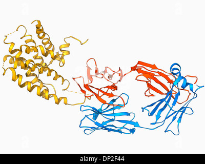 Beta-2 adrenergici molecola di recettore Foto Stock