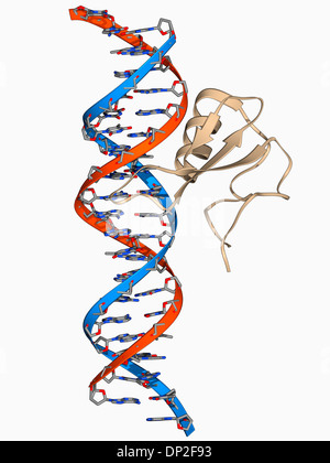 DNA e MECP2 complesso modello molecolare Foto Stock