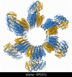 Trasportatore di zinco Yiip molecola Foto Stock
