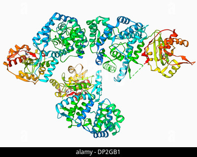 Virus Lassa la proteina di nucleocapside Foto Stock