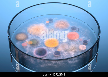 Microbi in crescita in piastre Petri, artwork Foto Stock