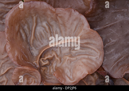 Giudeo l orecchio fungo carnosi corpi fruttiferi lato inferiore umano come con nervature lobi esterni delle vene pinna pinnae Foto Stock