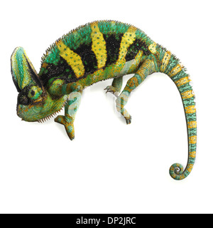 Camaleonte velato Foto Stock