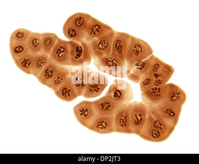 Cromosomi giganti, micrografia di luce Foto Stock