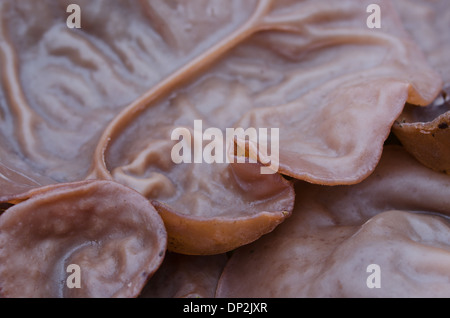 Giudeo l orecchio fungo carnosi corpi fruttiferi lato inferiore umano come con nervature lobi esterni delle vene pinna pinnae Foto Stock