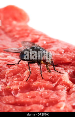 Bluebottle volare sulla carne Foto Stock