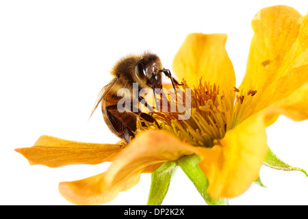 Il miele delle api su un fiore Foto Stock
