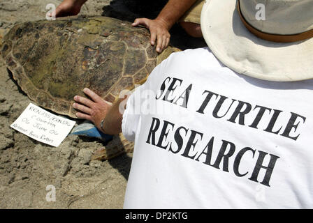 Jun 06, 2006; Boca Raton, FL, Stati Uniti d'America; Marine Conservazionista Dr. Kirt Rusenko detiene Oleta, una tartaruga caretta circa per essere reimmessa nell'oceano Martedì, 6 giugno 2006, per il suo ID foto foto. Incluso nella foto ID tag sono il suo numero di registrazione e la designazione di specie, Caretta caretta, o atlantico tartaruga Caretta. Credito: foto di Chris Matula/Palm Beach post Foto Stock