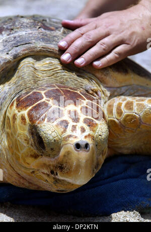 Jun 06, 2006; Boca Raton, FL, Stati Uniti d'America; Sailor, la tartaruga caretta, ottiene un ultimo pat sul retro da Gumbo Limbo Nature Center Tartarughe Marine Specialista Rick Newman, prima del rilascio di lui torna nell'oceano a South Beach Park Martedì 6 giugno 2006. Boca Raton lifeguard Greg Ryan salvato Sailor nel surf nel febbraio 18. Il martedì, ha contribuito a un team da Gumbo Limbo Nature Center relea Foto Stock