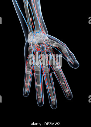 Maschio sistema vascolare, artwork Foto Stock