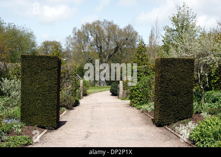 Il TAXUS BACCATA. YEW HEDGE colonne. Foto Stock