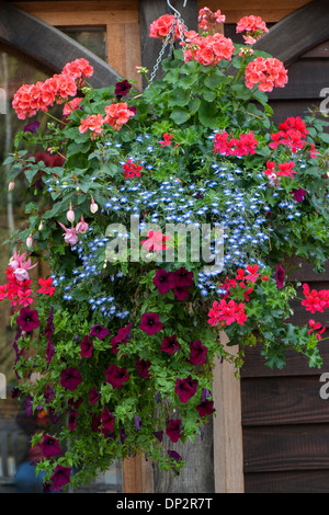 Estate appeso cesto con fiori di coda Foto Stock