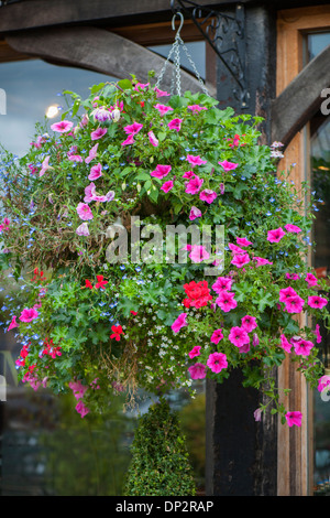 Estate appeso cesto con fiori di coda Foto Stock
