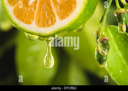 Fettina di limone, immagine composita Foto Stock