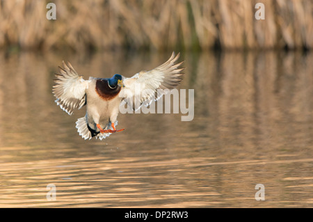 Un germano reale (Anas platyrhynchos) Drake si presenta per un atterraggio, North Texas Foto Stock