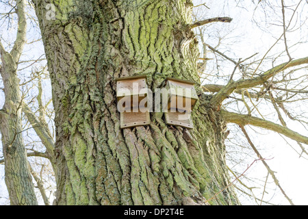 Guardando il bat scatole attaccata sul tronco di un albero Foto Stock
