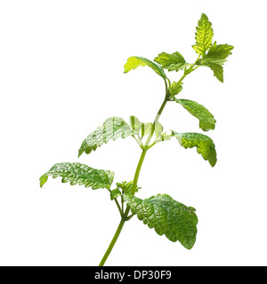 Melissa Melissa officinalis stelo Foto Stock