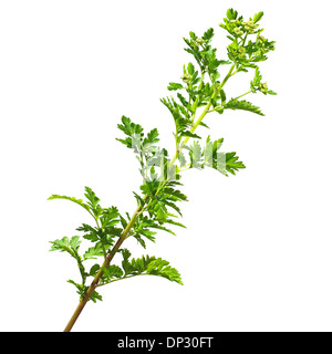 Matricale Tanacetum parthenium stelo Foto Stock