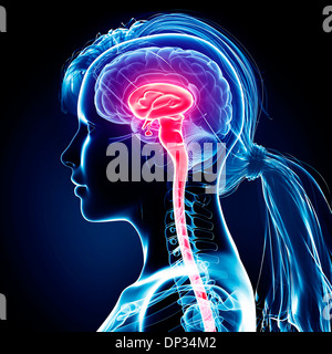 Cervello femminile, artwork Foto Stock
