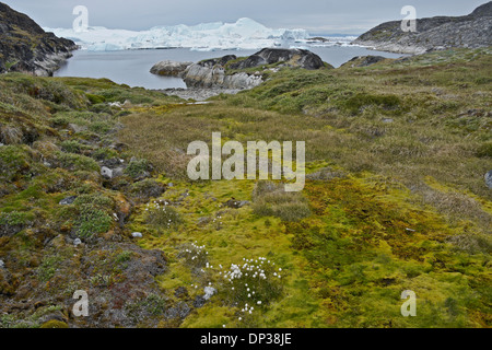 Iceberg ammucchiati in icefiord, partorito da Sermeq Kujalleq ghiacciaio, Ilullisat, Groenlandia occidentale Foto Stock