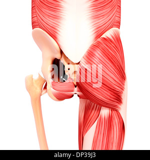 Muscolatura umana, artwork Foto Stock