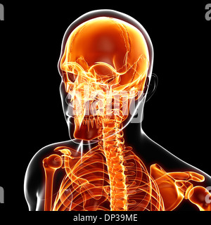 Scheletro umano, artwork Foto Stock