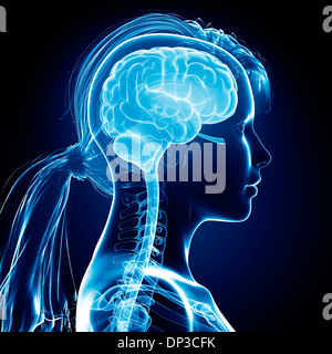 Cervello femminile, artwork Foto Stock